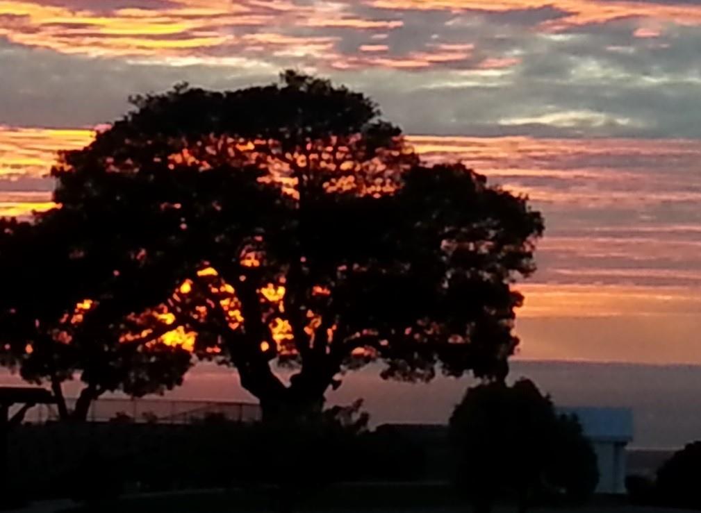 Pink and orange sunset behind the silhouette of a tree