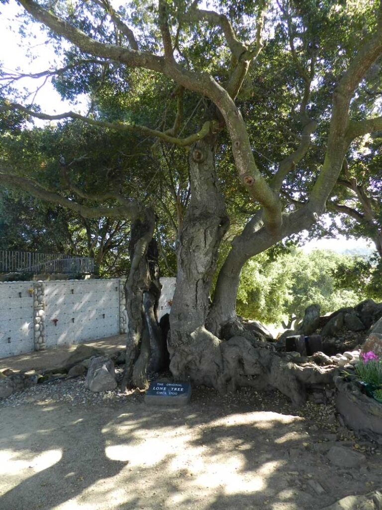 photo of the legendary Lone Tree at Lone Tree Cemetery